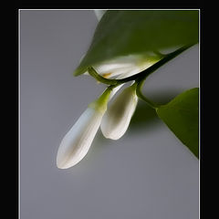 photo "The lemon blossoms"