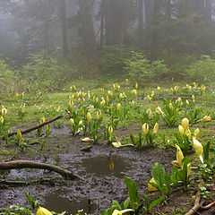 фото "yellow clearing"