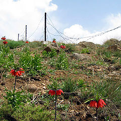 фото "The Border of Growing 1"