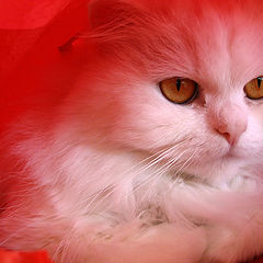 photo "Cat in red"