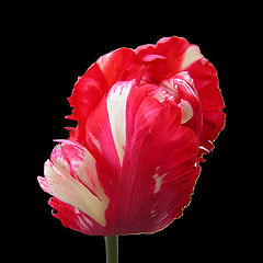 photo "tulip#4"