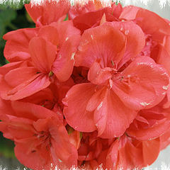 photo "simple flower"