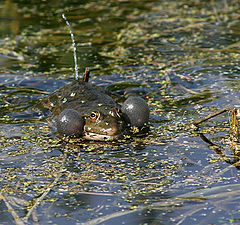 photo "Amphibian"
