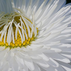 photo "The bride Daisy"