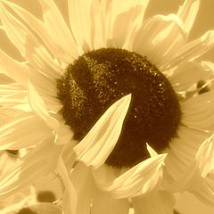 photo "sunflowers"