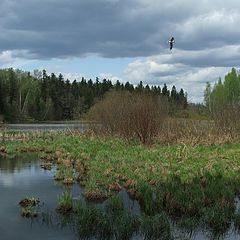 фото "Moody Landscape With Alone Bird"