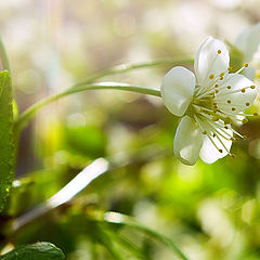 photo "The Summer has Come!"