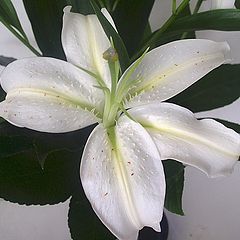 photo "A Lily from Lily"