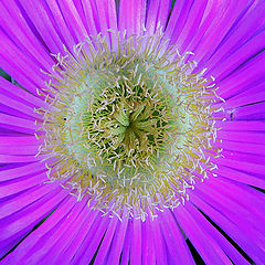 фото "Violet flower 2"