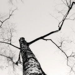 photo "Ceiling in cracks"