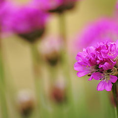 photo "Pink forest"