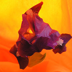 photo "Iris"