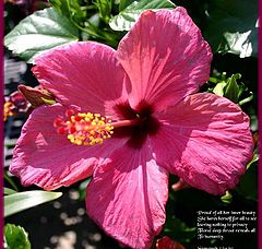 фото "Betty Beck's Poetry Flower !"