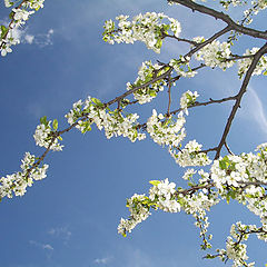 photo "The May sky"