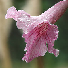 фото "rocio"