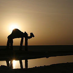 photo "Carrying the Sun"