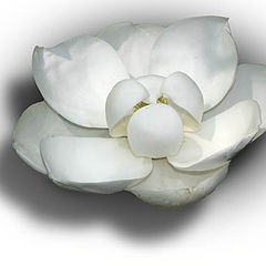 photo "Magnolia"