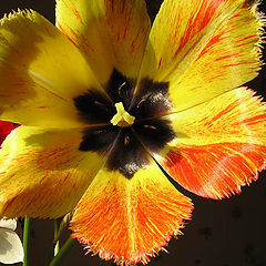 photo "Shaggy tulip"