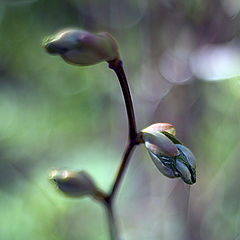 photo "Wonder Of Birth"