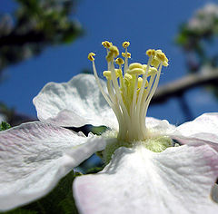 фото "весна"