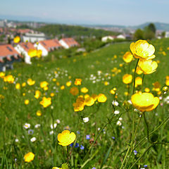 photo "Spring midday"