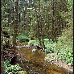 фото "Лесной весенний ручей"