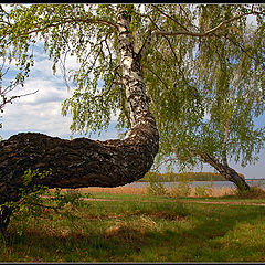 photo "Березы, озеро вдали..."