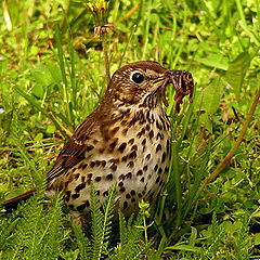 photo "Breakfast of thrush"