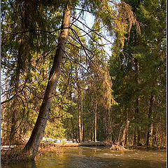 photo "sunny forest"