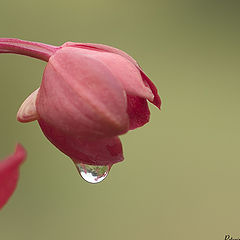 photo "Droplet"