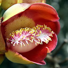 фото "Botanical Garden (Rio de janeiro, Brazil)"