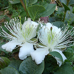 photo "White sisters"