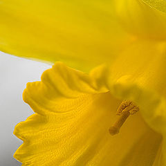 photo "The groom of a daisy"