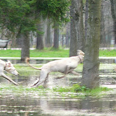 photo "галопом"