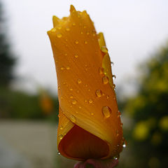photo "flower"