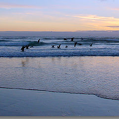 фото "Group of Seagulls"