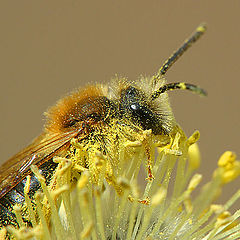 photo "Wasp on a willow"