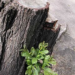 фото "А жизнь продолжается!..."