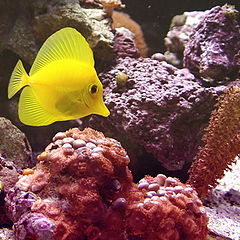 photo "Yellow submarine"