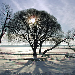 фото "Зимнее солнце"