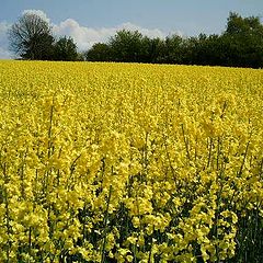 photo "Yellow and green"