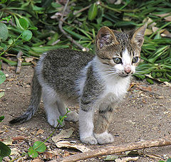 фото "Котёнок"