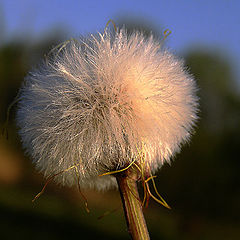 photo "Dandelion"