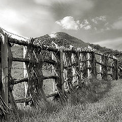 photo "Fence"