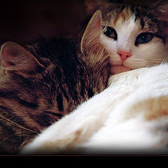 photo "Vasilisa and Dzhuljetta - my cats -)"