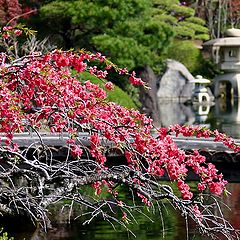 photo "Japanese Garden"