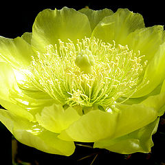 photo "Cactus flower"