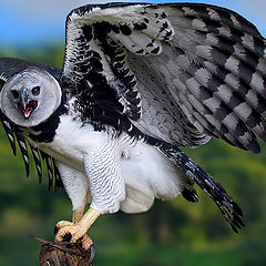 photo "Harpy Eagle"