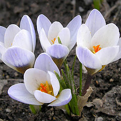 photo "Colchicums"