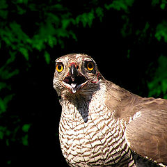 photo "Hawk"